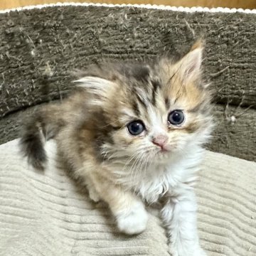 ミヌエット(長足)【福島県・女の子・2025年8月22日・キャリコ（ロング）】の写真「とってもかわいい女の子です🩷」