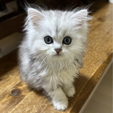 ミヌエット(長足)【福島県・男の子・2025年6月4日・シルバータビーアンドホワイト（ロング）】の写真「綺麗な毛色の男の子です🐱」