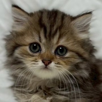 ミヌエット(短足)【福島県・女の子・2025年9月9日・ブラウンパッチドタビーアンドホワイト（ロング）】の写真「❤️短足ちゃん❤️とってもキュートな子です」