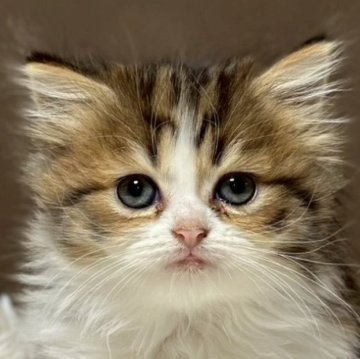 ミヌエット(長足)【福島県・女の子・2025年8月22日・ブラウンパッチドタビーアンドホワイト（ロング）】の写真「動きが活発な3色の毛色の女の子」