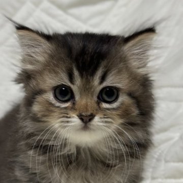 ミヌエット(短足)【福島県・男の子・2025年9月9日・ブラウンタビーアンドホワイト（ロング）】の写真「短足のかわいい男の子です。お目目クリクリ👀」