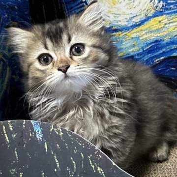 ミヌエット(短足)【福島県・男の子・2025年9月9日・ブラウンタビーアンドホワイト（ロング）】の写真「短足のかわいい男の子です。お目目クリクリ👀」