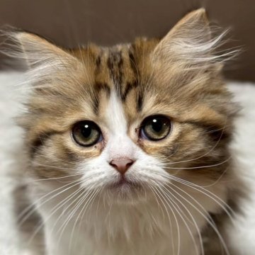 ミヌエット(長足)【福島県・女の子・2025年8月22日・ブラウンパッチドタビーアンドホワイト（ロング）】の写真「動きが活発な3色の毛色の女の子」