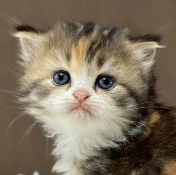 ミヌエット(長足)【福島県・女の子・2025年9月18日・ブラウンパッチドタビー&ホワイト（ロング）】の写真「可愛いお顔です🐱性格も可愛いです🐱」