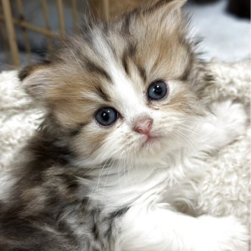 ミヌエット(長足)【福島県・男の子・2025年8月22日・ブラウンタビーアンドホワイト（ロング）】の写真「お顔がかわいい男の子🩷背中がちょっと白いよ」