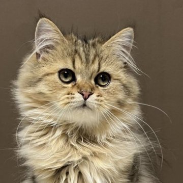 ミヌエット(長足)【福島県・男の子・2025年7月23日・ブラウンタビー&ホワイト（ロング）】の写真「お迎えやすい価格にしました🐱」