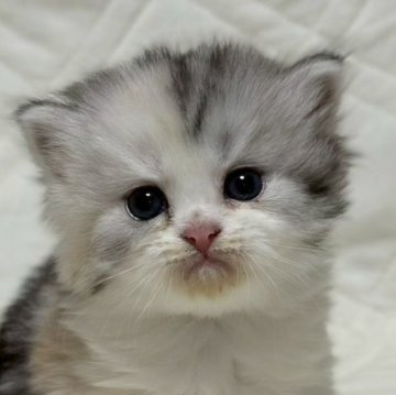 ミヌエット(長足)【福島県・女の子・2025年10月6日・シルバーパッチドタビー&ホワイト（ロング）】の写真「可愛いお顔です🐱」