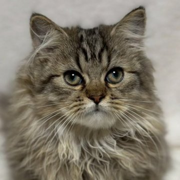 ミヌエット(長足)【福島県・男の子・2025年7月23日・ブラウンタビー&ホワイト（ロング）】の写真「かわいいお顔です🐱」