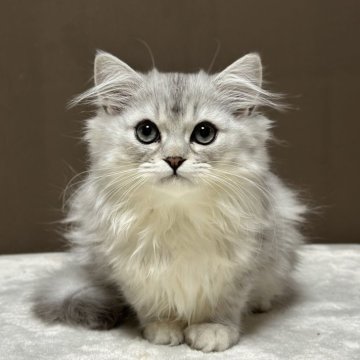 ミヌエット(長足)【福島県・男の子・2025年9月2日・シルバータビー&ホワイト（ロング）】の写真「つぶらな目が可愛い男の子です🐱」