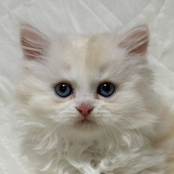 ミヌエット(長足)【福島県・男の子・2025年9月10日・クリームダビーアンドホワイト（ロング）】の写真「性格が優しい子です🐱」