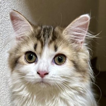 ミヌエット(長足)【福島県・女の子・2025年6月19日・キャリコ（ロング）】の写真「可愛いお顔で毛色な綺麗なミヌエットです🐱」