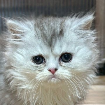 ミヌエット(短足)【福島県・女の子・2025年10月6日・ブルータビー&ホワイト（ロング）】の写真「短足ちゃんです🐱」