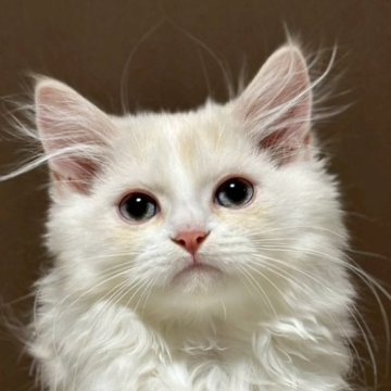 ミヌエット(長足)【福島県・男の子・2025年9月10日・クリームダビーアンドホワイト（ロング）】の写真「性格が優しい子です🐱」