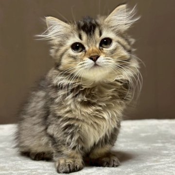 ミヌエット(短足)【福島県・男の子・2025年9月9日・ブラウンタビーアンドホワイト（ロング）】の写真「短足のかわいい男の子です。お目目クリクリ👀」