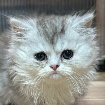 ミヌエット(短足)【福島県・女の子・2025年10月6日・ブルータビー&ホワイト（ロング）】の写真「短足ちゃんです🐱」