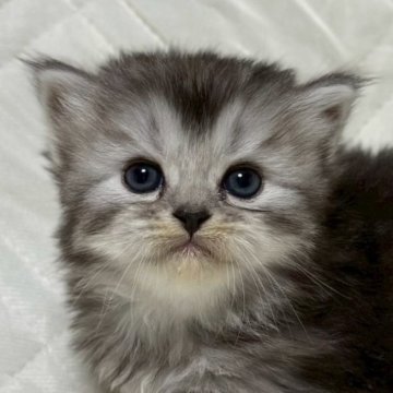 ミヌエット(長足)【福島県・男の子・2025年10月6日・ブルータビー&ホワイト（ロング）】の写真「可愛いお顔です🐱」