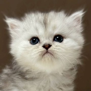 ミヌエット(長足)【福島県・女の子・2025年9月18日・シルバータビー&ホワイト（ロング）】の写真「可愛いお顔です🐱性格も可愛いです🐱」