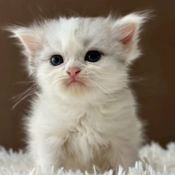 ミヌエット(長足)【福島県・男の子・2025年9月18日・シルバータビー&ホワイト（ロング）】の写真「可愛いお顔です🐱性格も可愛いです🐱」