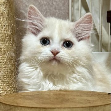 ミヌエット(長足)【福島県・男の子・2025年9月10日・クリームダビーアンドホワイト（ロング）】の写真「性格が優しい子です🐱」