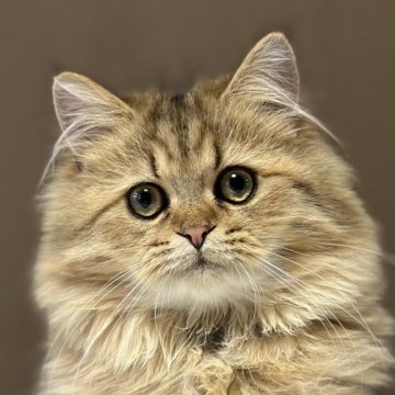 ミヌエット(長足)【福島県・男の子・2025年7月23日・ブラウンタビー&ホワイト（ロング）】の写真「お迎えやすい価格にしました🐱お顔がかわいい🩷」