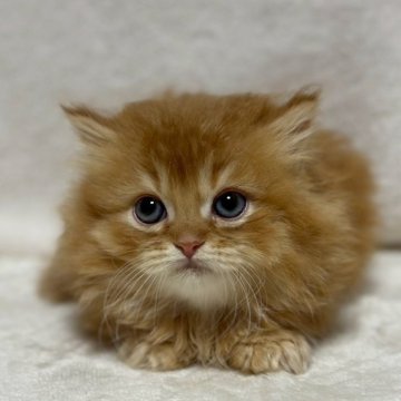 ミヌエット(短足)【福島県・男の子・2025年10月6日・レッドタビー&ホワイト（ロング）】の写真「❤️短足❤️とってもかわいいお顔お目目まんまる👀」