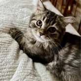 ミヌエット(長足)