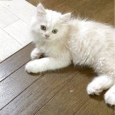 ミヌエット(長足)