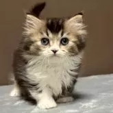 ミヌエット(短足)