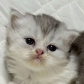 ミヌエット(短足)