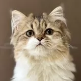 ミヌエット(長足)【福島県・男の子・2024年9月14日・ブラウンタビー&ホワイト】の写真1