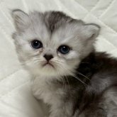 ミヌエット(長足)