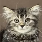 ミヌエット(長足)