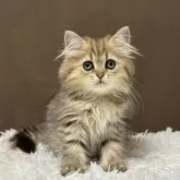 ミヌエット(長足)【福島県・男の子・2025年7月23日・ブラウンタビー&ホワイト】の写真1