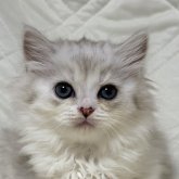 ミヌエット(長足)