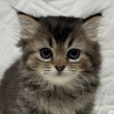 ミヌエット(短足)