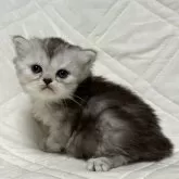 ミヌエット(長足)