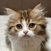 ミヌエット(長足)