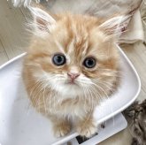 ミヌエット(長足)