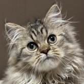 ミヌエット(長足)