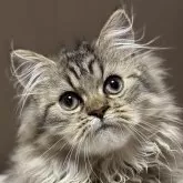 ミヌエット(長足)