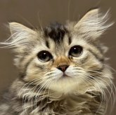 ミヌエット(短足)