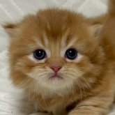 ミヌエット(短足)