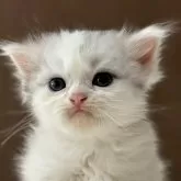 ミヌエット(長足)