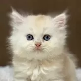 ミヌエット(長足)