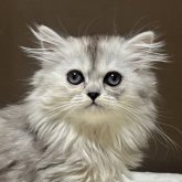 ミヌエット(長足)