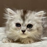 ミヌエット(長足)