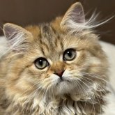 ミヌエット(長足)