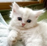 ミヌエット(長足)