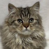 ミヌエット(長足)