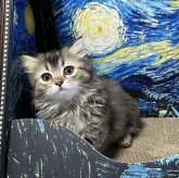 ミヌエット(短足)